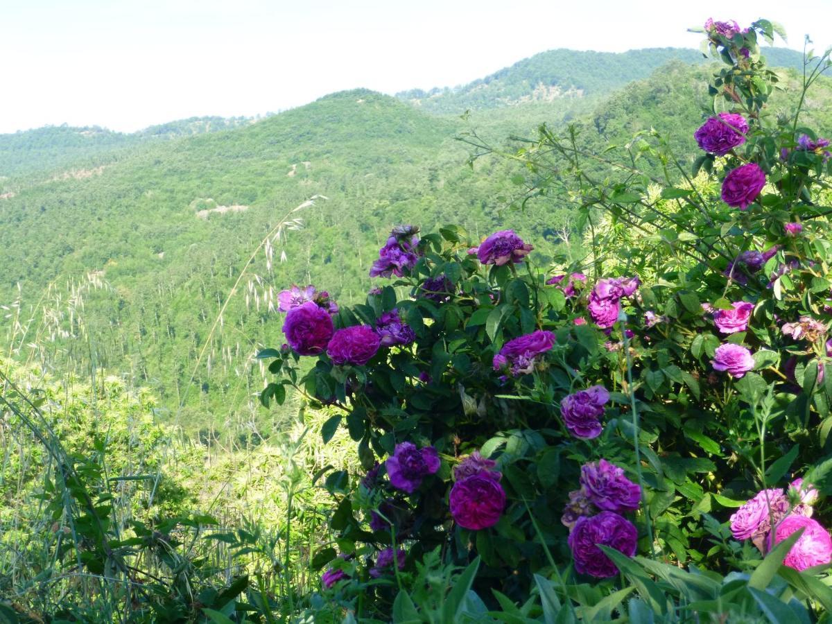 Podere Di Maggio - Casa Della Nonna Santa Fiora Ngoại thất bức ảnh